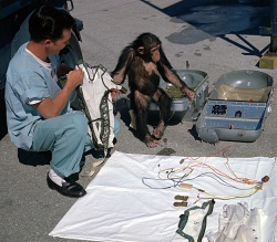 Figure 11.6. Chimpanzee Ham and a technician go over the biomedical equipment in preparation for a mission on board a Mercury capsule in 1961 (Courtesy of NASA).